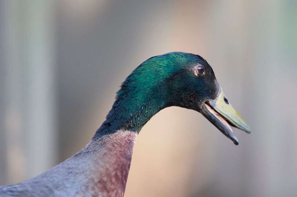 Detailed side profile of a mallard duck with iridescent feathers and vibrant plumage.
