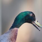 Detailed side profile of a mallard duck with iridescent feathers and vibrant plumage.