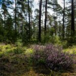 Vibrant heather flowers blooming in a sunlit woodland clearing, surrounded by lush forest.