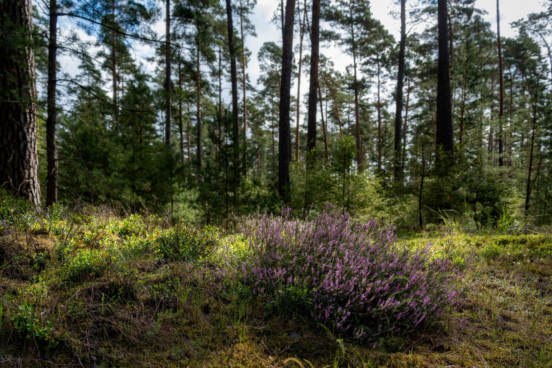 Vibrant heather flowers blooming in a sunlit woodland clearing, surrounded by lush forest.