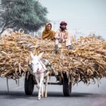 A donkey cart carrying crops on the streets of Khairpur Tamewali, Punjab.