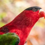 Colorful close-up of a Purple-naped Lory showing vivid red and green feathers.