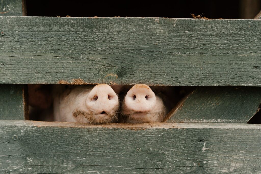 Two pig snouts peeking through a wooden fence on a farm, showcasing playful curiosity.