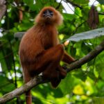 Close-up of a golden langur sitting on a branch in Sumatran rainforest, surrounded by lush foliage.