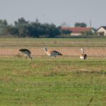 A flock of great bustards in a grassy meadow landscape.