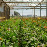 Lush greenhouse filled with colorful blooming flowers, perfect for vibrant agricultural scenes.
