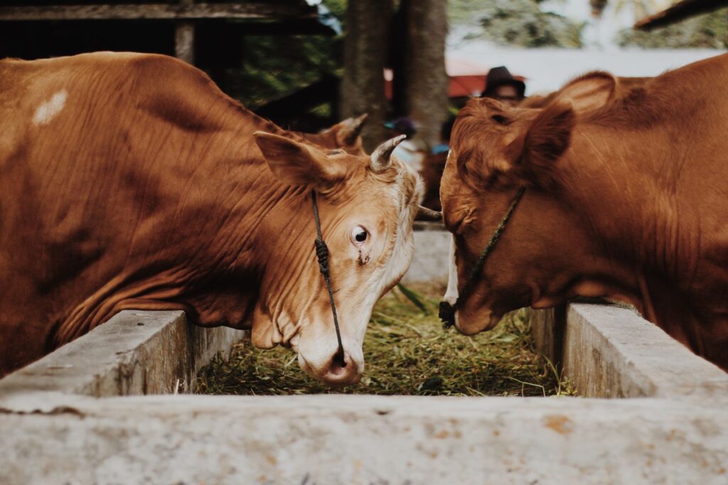 Two brown cows feeding at a trough in a farm setting, showcasing domestic farm life.
