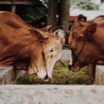 Two brown cows feeding at a trough in a farm setting, showcasing domestic farm life.