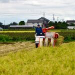 Man operating a machine harvesting rice in a rural Niigata field, Japan.