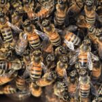 Detailed image showing a swarm of honeybees clustering on a hive.