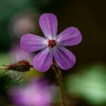 Macro shot of a blooming purple Roberts geranium flower with delicate petals.