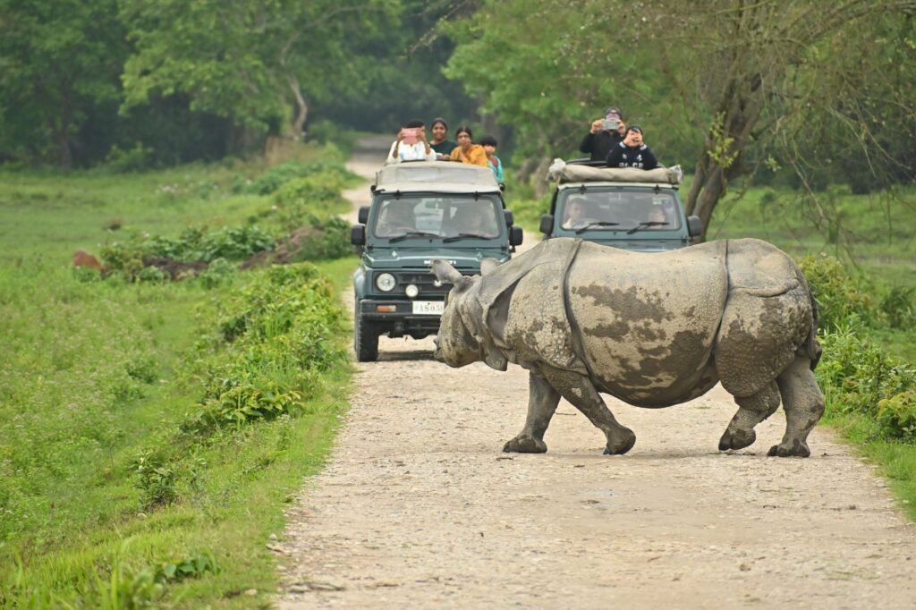 A wild rhinoceros crosses a dirt road as tourists capture the moment on a safari adventure.