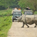 A wild rhinoceros crosses a dirt road as tourists capture the moment on a safari adventure.