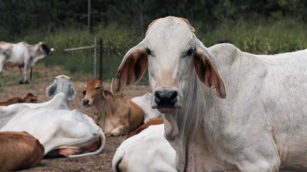 Group of Brahman cattle relaxing on an Australian farm in Mission Beach. Rural, agricultural setting.