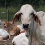 Group of Brahman cattle relaxing on an Australian farm in Mission Beach. Rural, agricultural setting.
