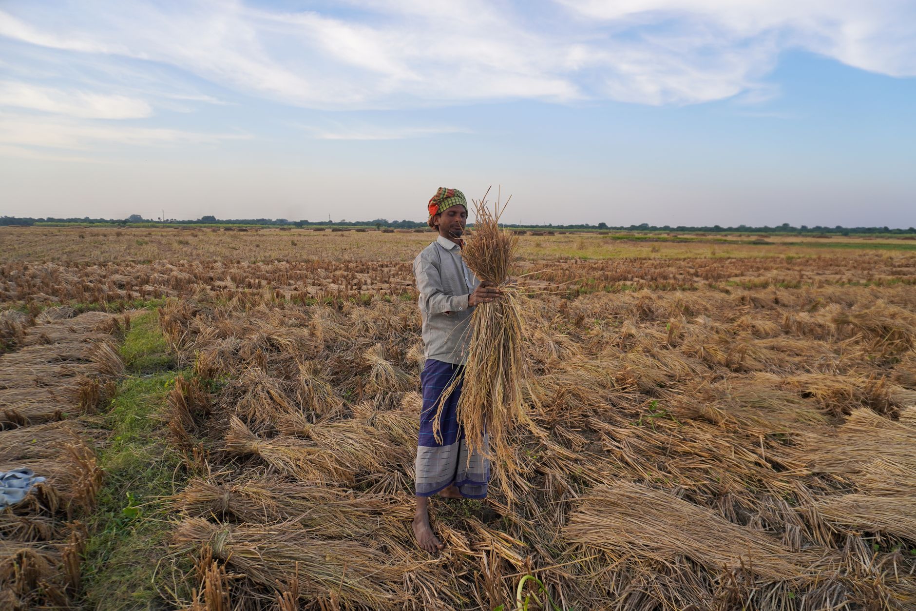 A farmer in traditional attire gathers rice bundles in a vibrant rural setting.
