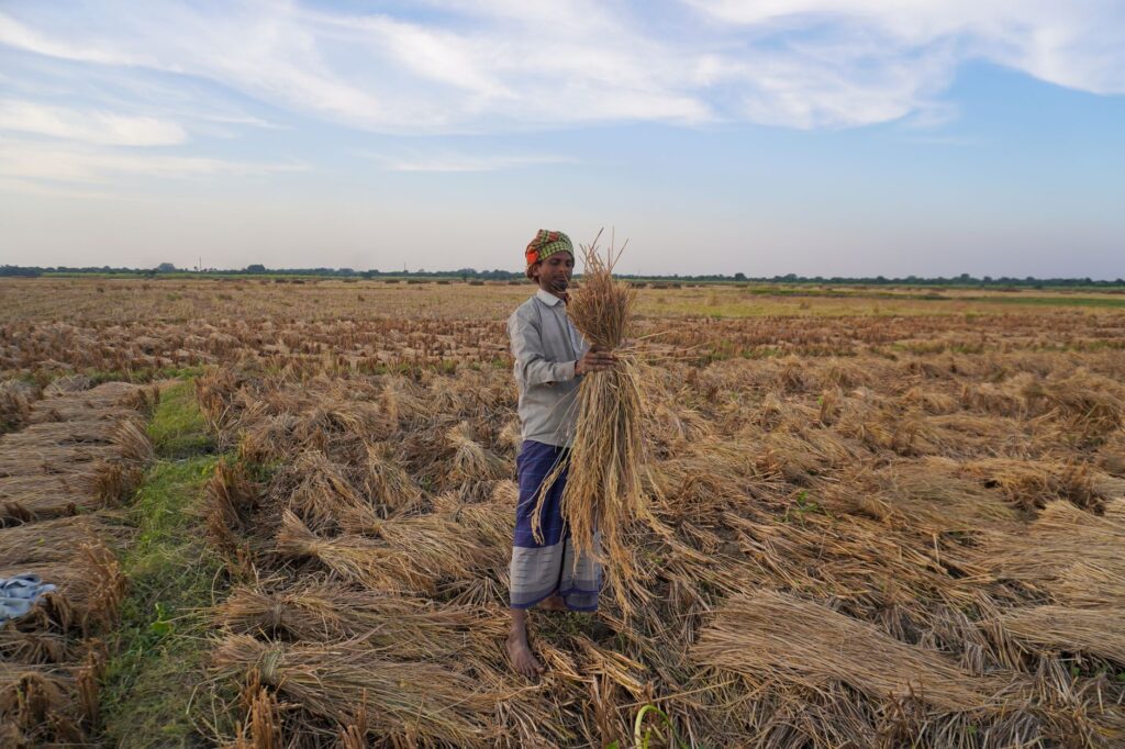 A farmer in traditional attire gathers rice bundles in a vibrant rural setting.