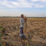 A farmer in traditional attire gathers rice bundles in a vibrant rural setting.
