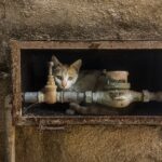 A cat curled up inside a rusty utility box on an outdoor wall, creating a unique urban hiding spot.
