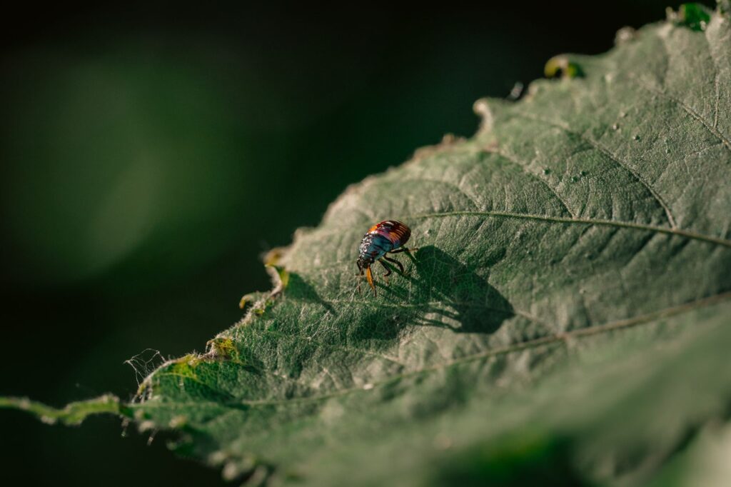 Close-up of a colorful bug resting on a large green leaf outdoors.