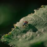 Close-up of a colorful bug resting on a large green leaf outdoors.