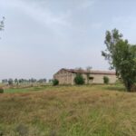 Dilapidated barn in rural landscape with overgrown grass and scattered trees under clear sky.