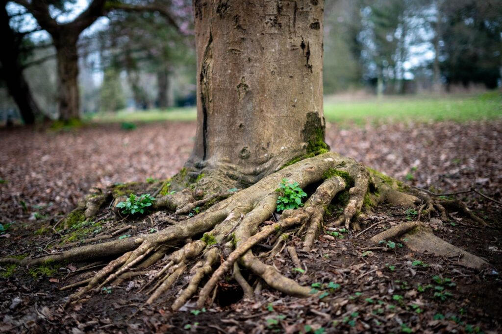 Close-up of tree roots emerging from the ground in a tranquil forest environment.