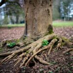 Close-up of tree roots emerging from the ground in a tranquil forest environment.