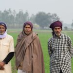 Portrait of three senior Indian farmers in traditional attire standing in a green field, Kanpur, India.