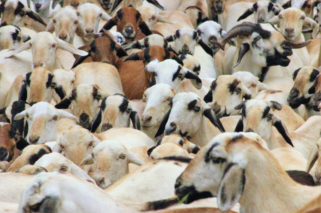 Close-up view of a large herd of goats with various breeds and colors on a farm.