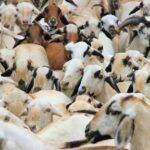 Close-up view of a large herd of goats with various breeds and colors on a farm.