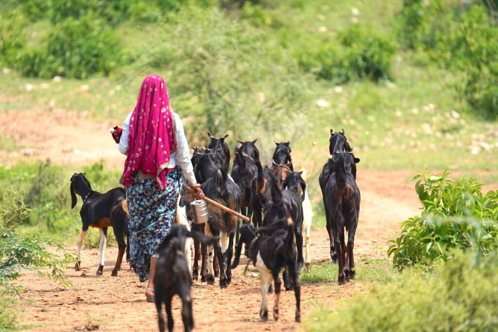 A rural Indian shepherd woman walks with a herd of goats on a dirt path, showcasing pastoral life.