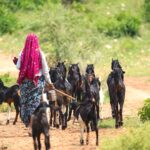 A rural Indian shepherd woman walks with a herd of goats on a dirt path, showcasing pastoral life.