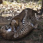 Two young leopards engaging in play fight in a forest setting, showcasing their natural behavior.