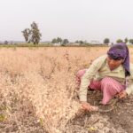Indian woman in Nagpur harvesting chickpeas with a sickle during summer.