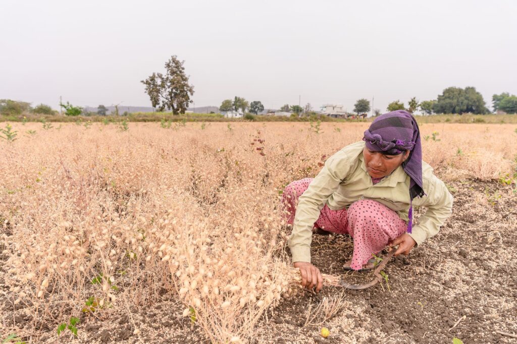 Indian woman in Nagpur harvesting chickpeas with a sickle during summer.