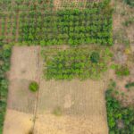 Aerial shot of green and brown agricultural fields showcasing rural farmland and crop diversity.