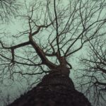 Silhouetted tree branches against moody winter sky in Berlin, Germany, creating a dramatic and artistic atmosphere.