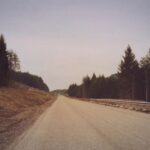 Capturing the essence of a tranquil road in rural Scotland lined with tall evergreen trees, invoking a sense of peaceful journey.