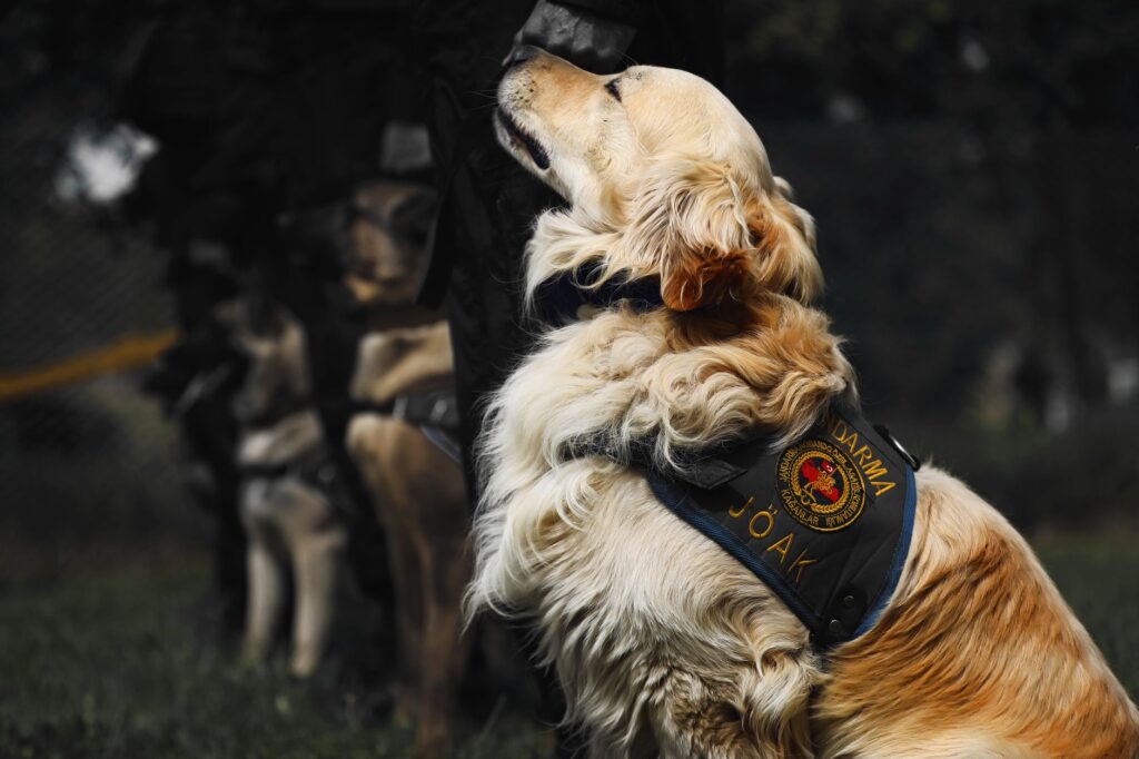 A loyal Golden Retriever in a gendarmerie vest, ready for service outdoors.