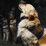 A loyal Golden Retriever in a gendarmerie vest, ready for service outdoors.