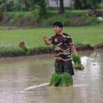 South Asian farmer planting rice in a flooded field in Butwal, Nepal, showcasing traditional farming methods.