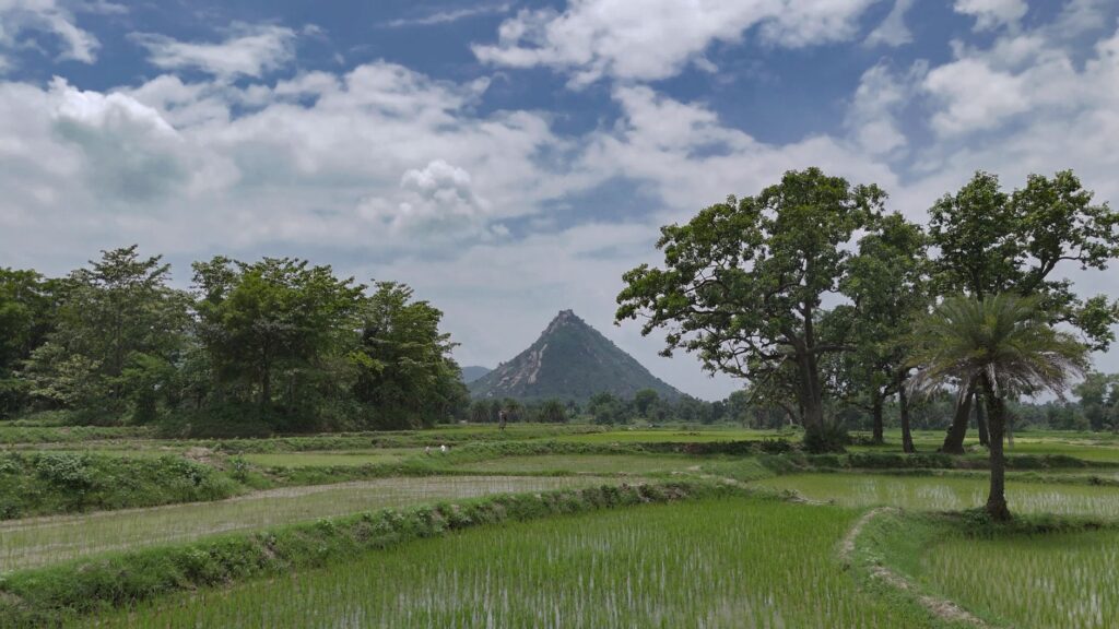 Lush green rice fields in a tropical countryside with a mountain backdrop and scattered trees under a cloudy sky.