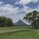Lush green rice fields in a tropical countryside with a mountain backdrop and scattered trees under a cloudy sky.