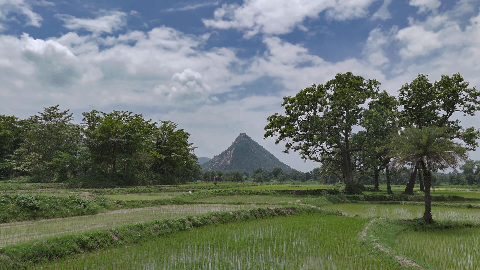 Lush green rice fields in a tropical countryside with a mountain backdrop and scattered trees under a cloudy sky.