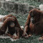 Two orangutans resting together on a grassy area, showcasing their natural behavior and habitat.