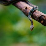 A vine snake slithers gracefully on a branch in Sundargarh, India.