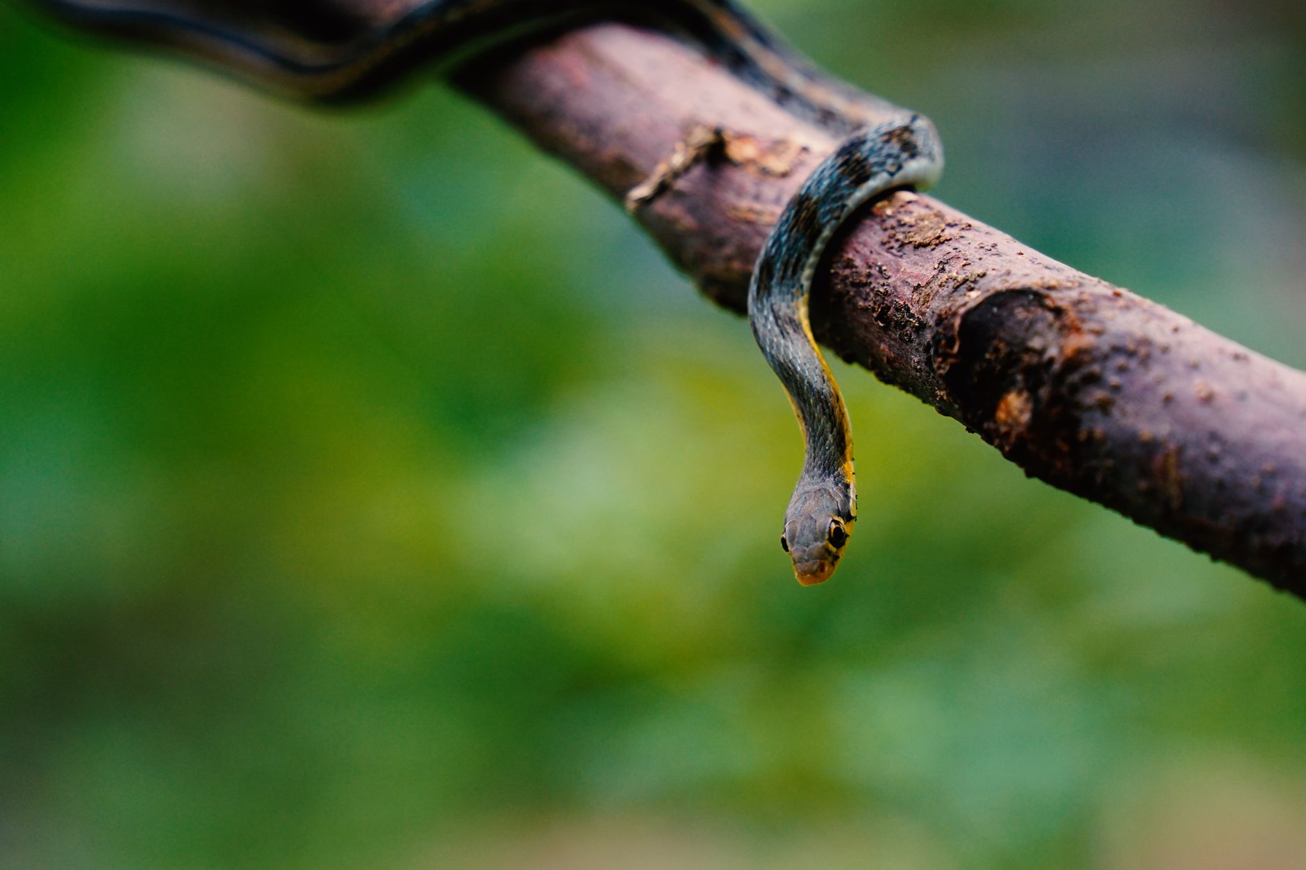 A vine snake slithers gracefully on a branch in Sundargarh, India.