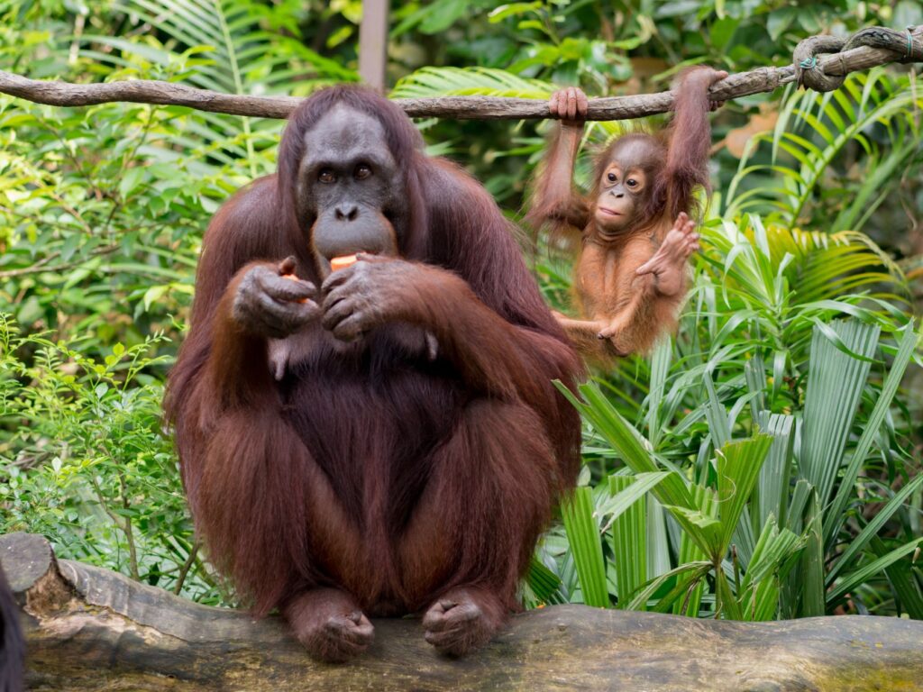 Tranquil adult primate with brown fur resting on fallen tree trunk while eating fresh fruit near playful little Kalimantan orangutan hanging on liana behind bright green thickets