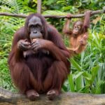 Tranquil adult primate with brown fur resting on fallen tree trunk while eating fresh fruit near playful little Kalimantan orangutan hanging on liana behind bright green thickets